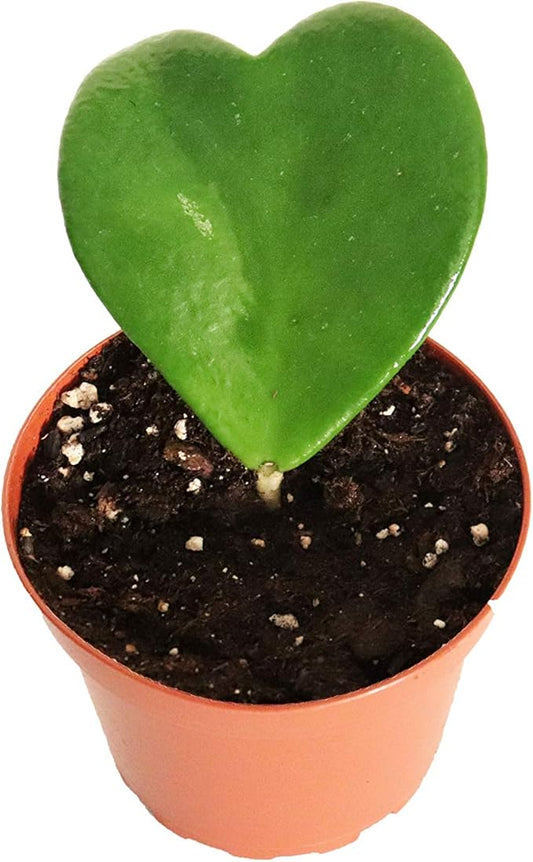 Hoya Kerri Green Single Heart 4" pot