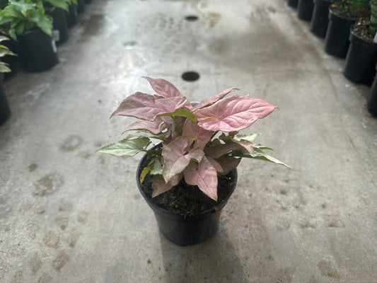 Syngonium Pink Arrow (Arrowhead)