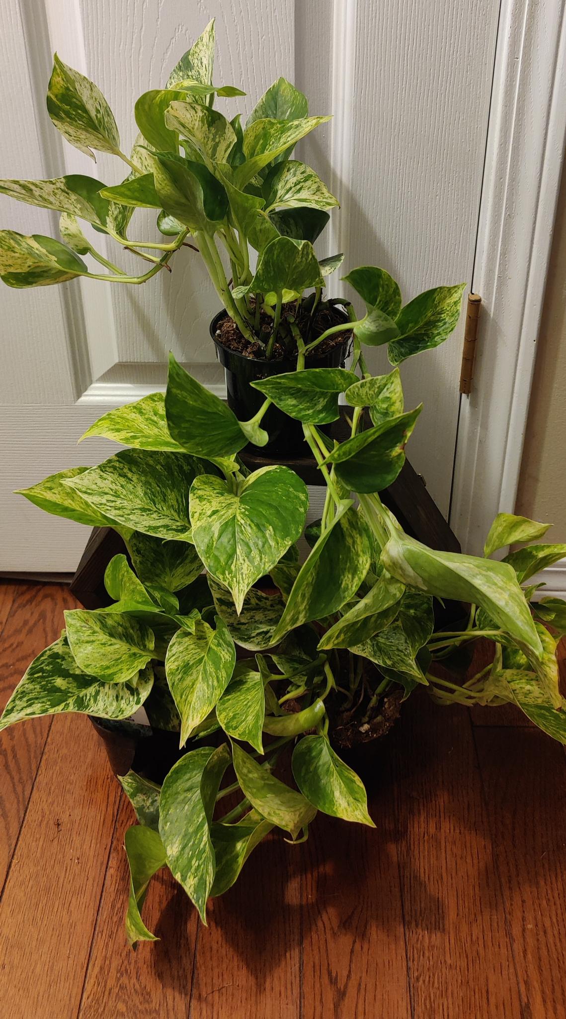 Pothos Marble Queen