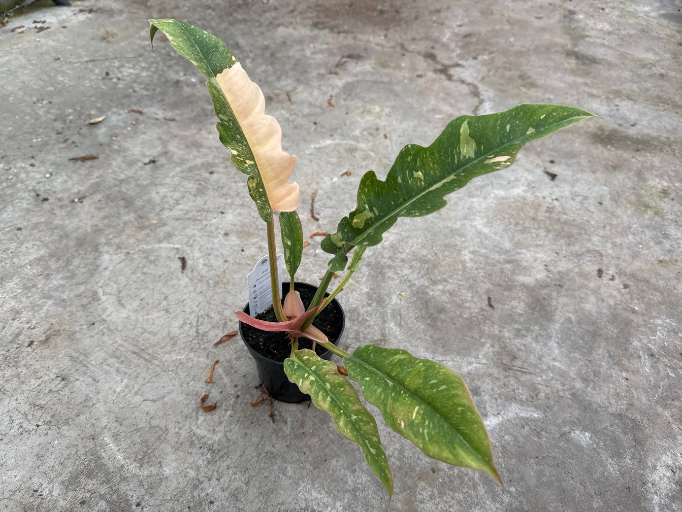 Philodendron Ring of Fire Variegated