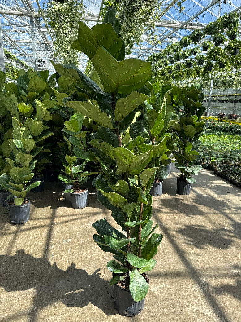 Fiddle Leaf Fig (Lyrata)