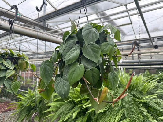 Philodendron Heart Leaf 6"HB