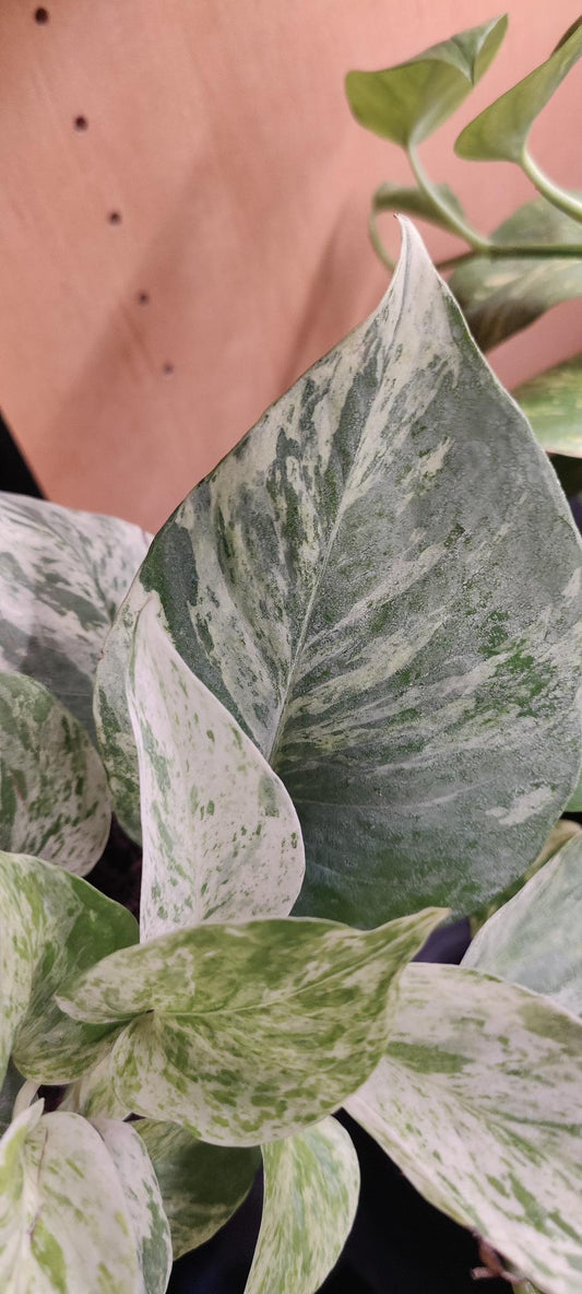 Pothos Snow Queen