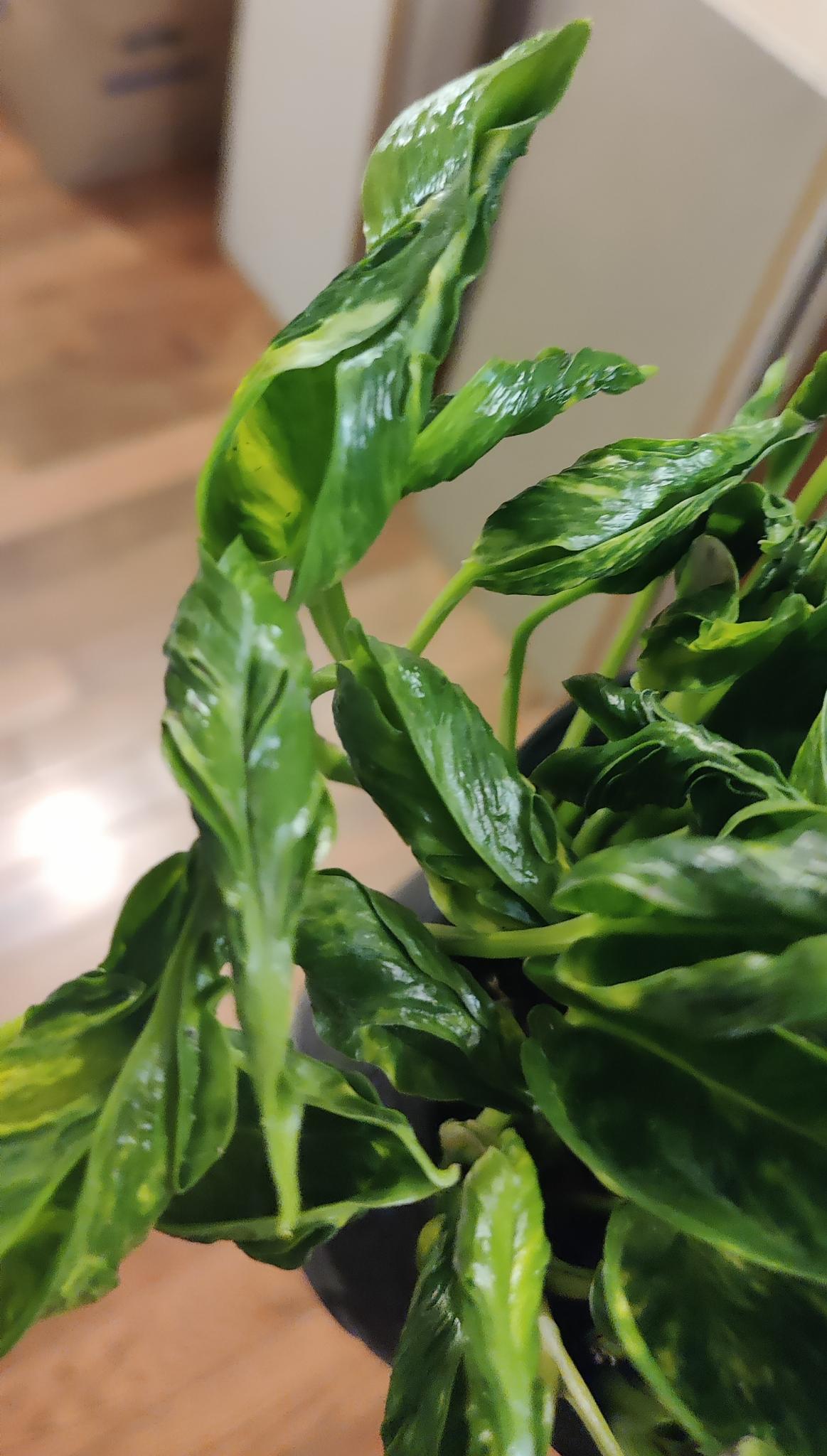 Variegated Shangri La Pothos