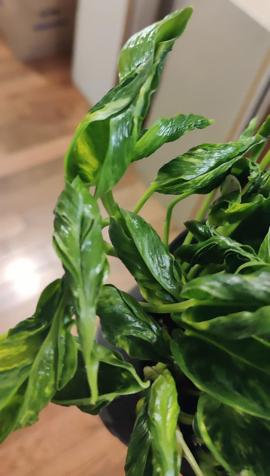 Variegated Shangri La Pothos
