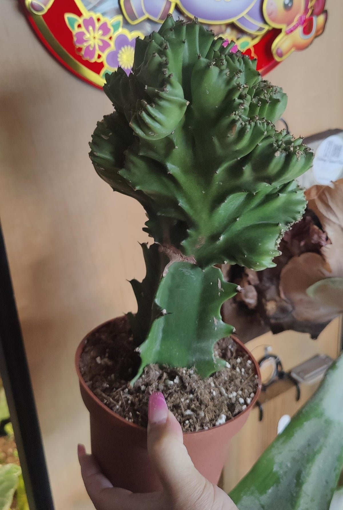 Euphorbia Lactea