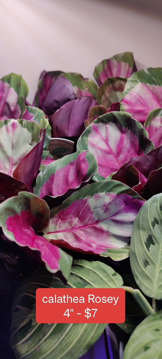 Rehab Calathea Rosey 4"