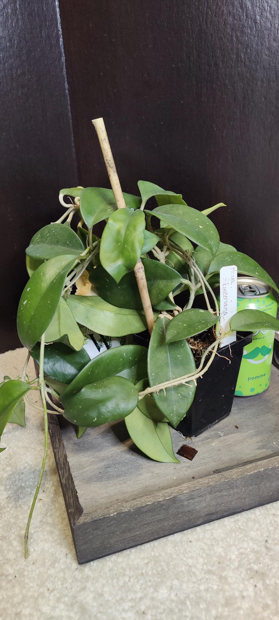 Hoya Skinneriana (Large)