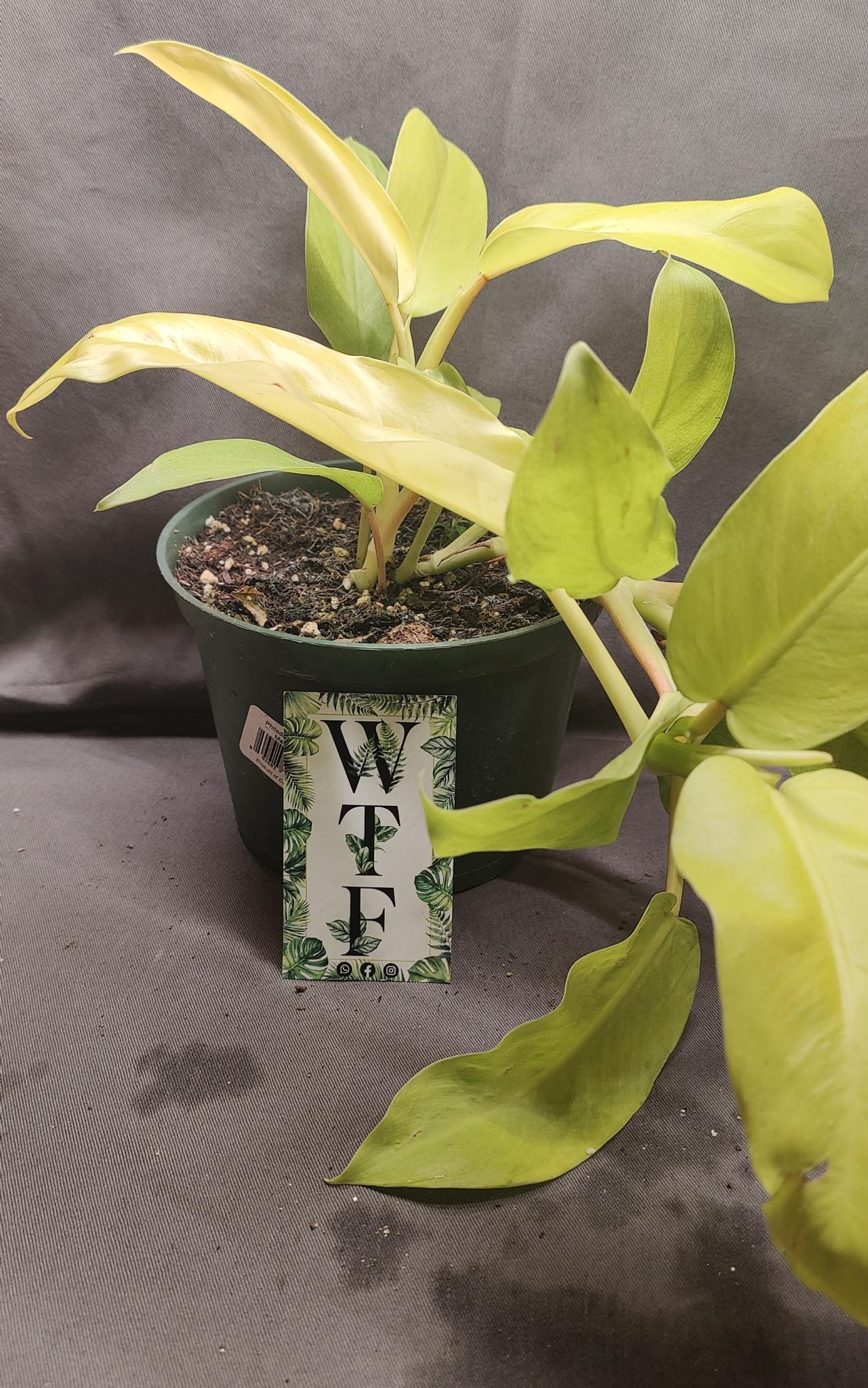 Philodendron Malay Gold