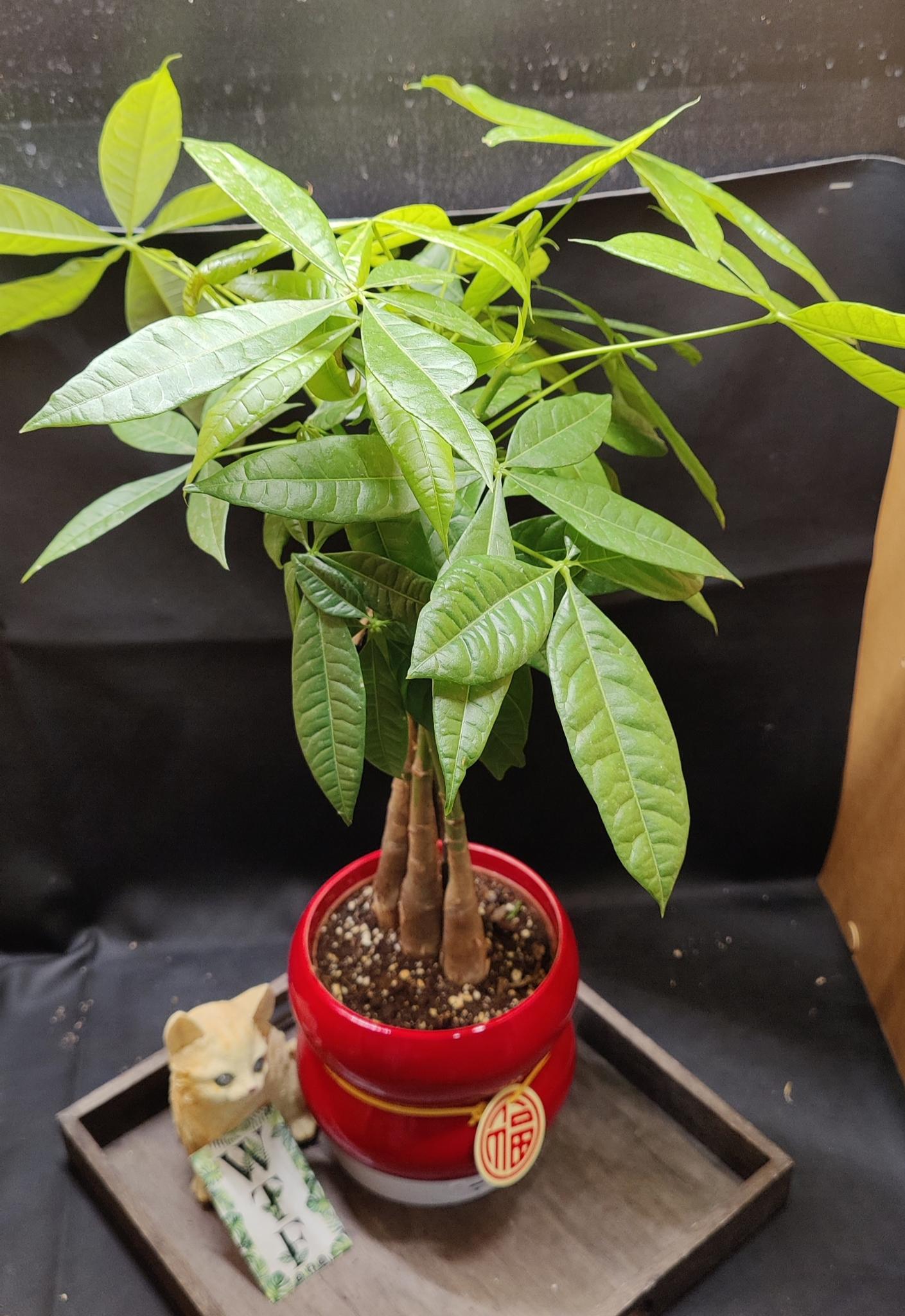 Lunar new year money tree