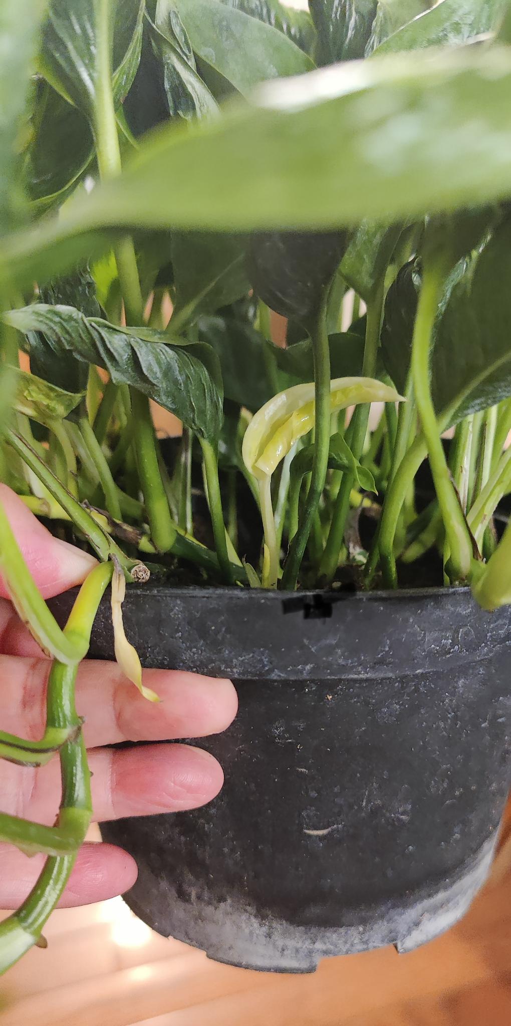 Variegated Shangri La Pothos