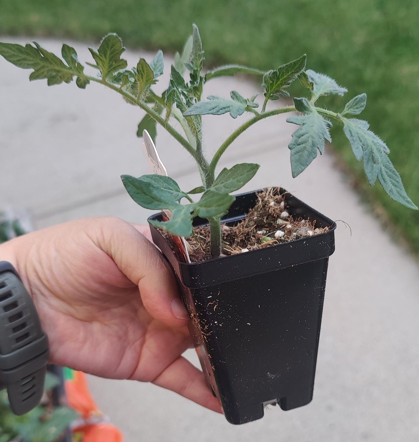Tomato La Roma IV Red 2.5" pot