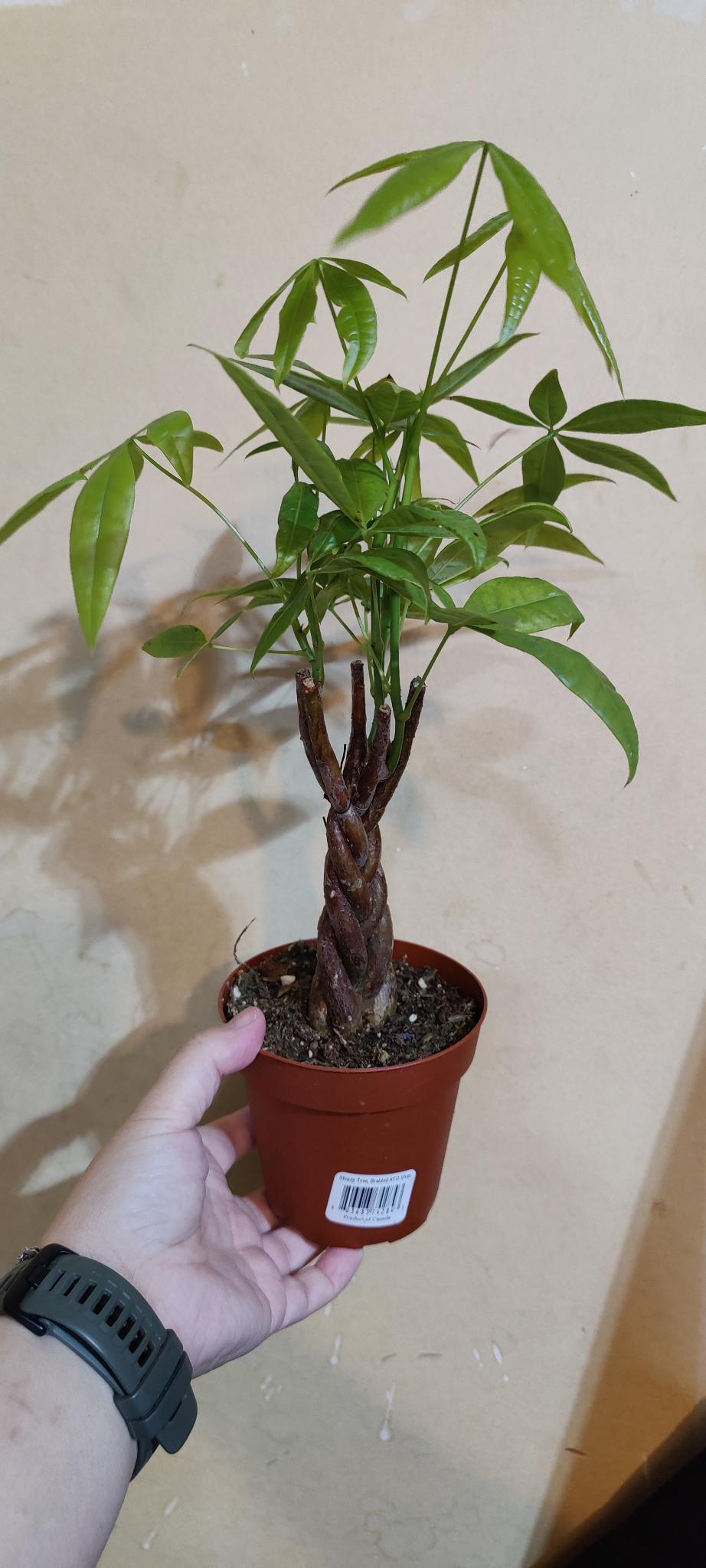 Braided Money Tree (Pachira)