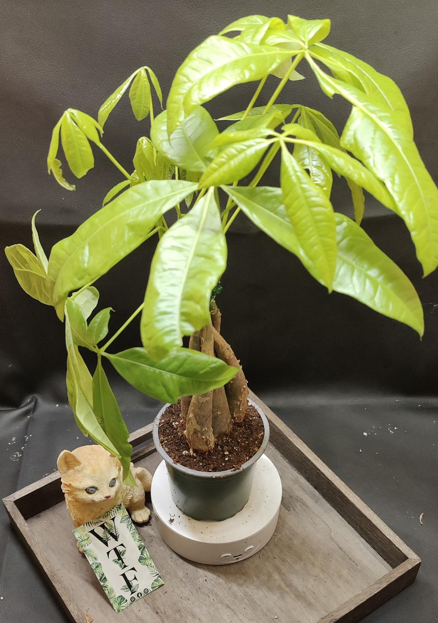 Lunar new year money tree