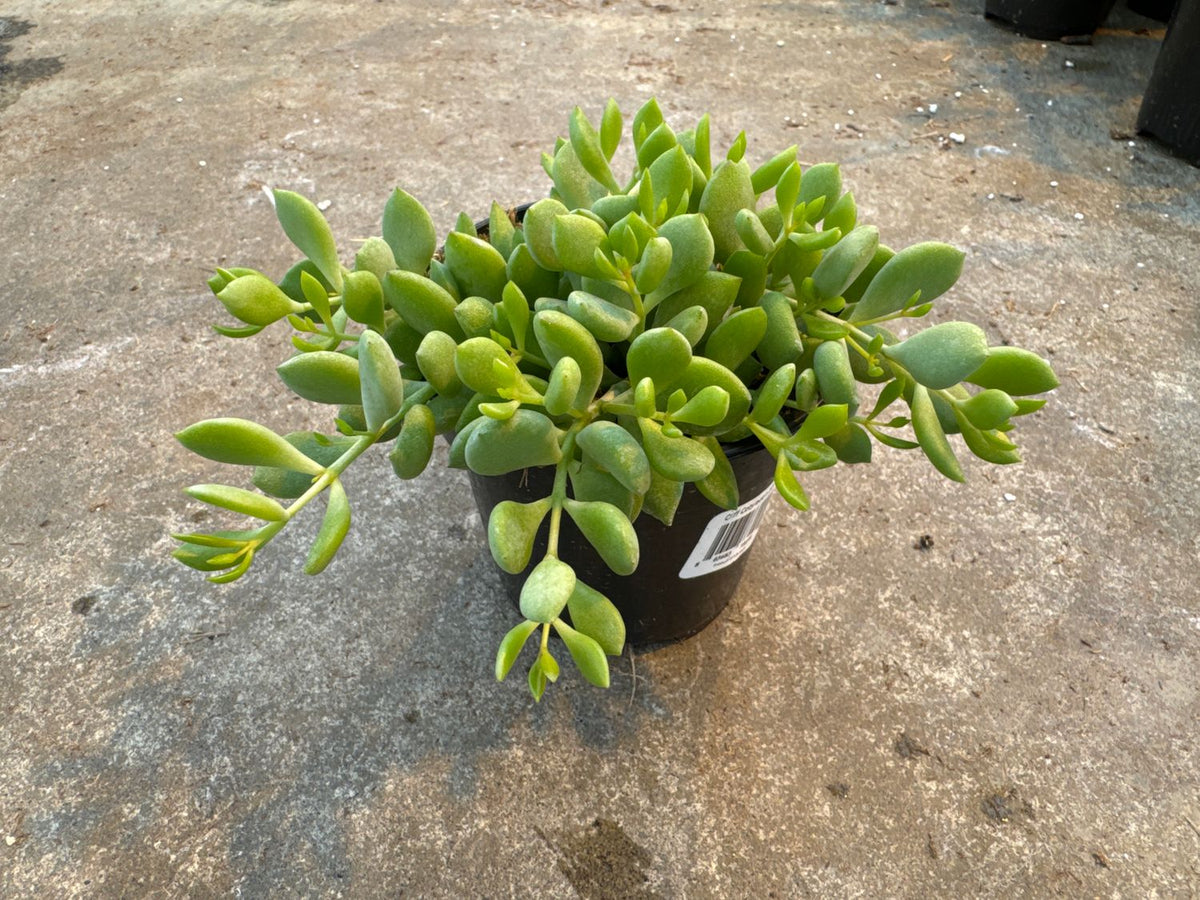 Cliff Cotyledon