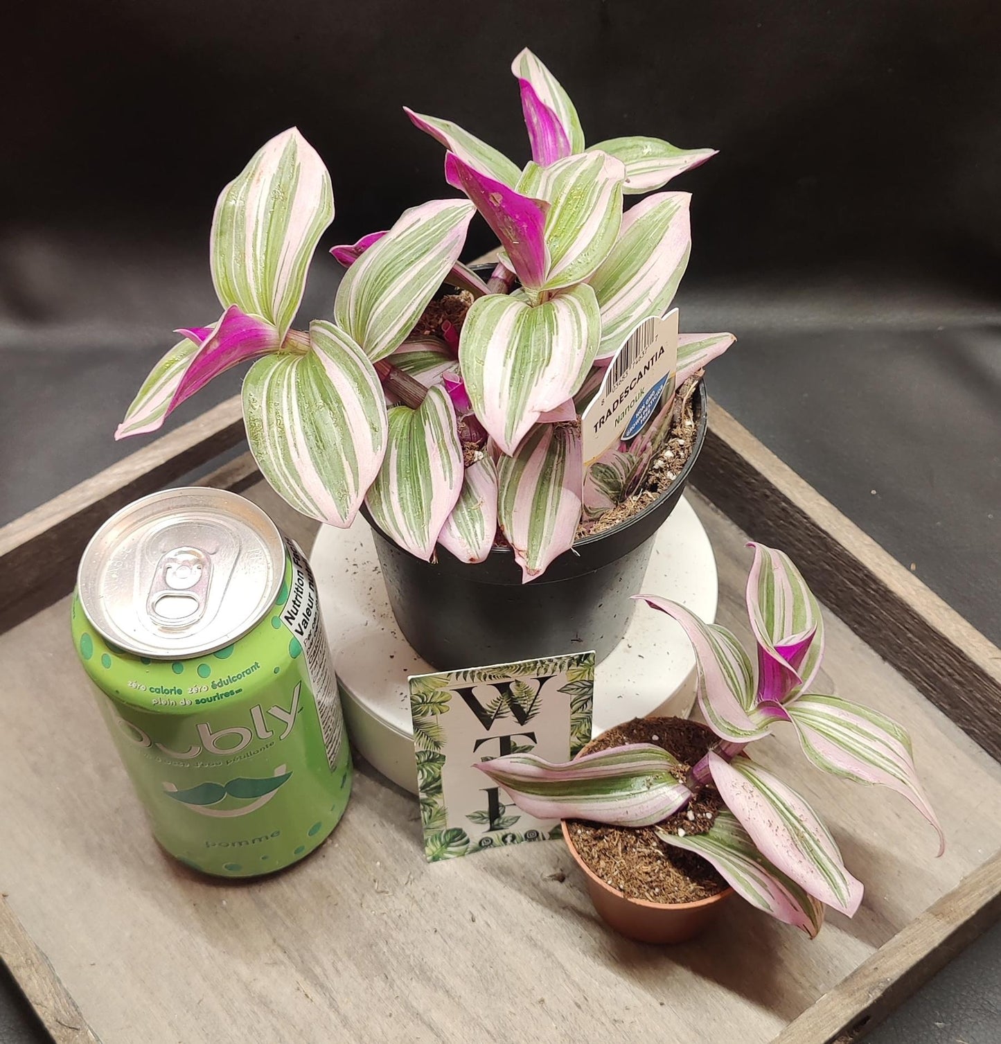Tradescantia Nanouk aka Bubblegum