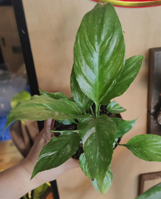 Spathyphyllum Domino (Splashed Peace Lily)