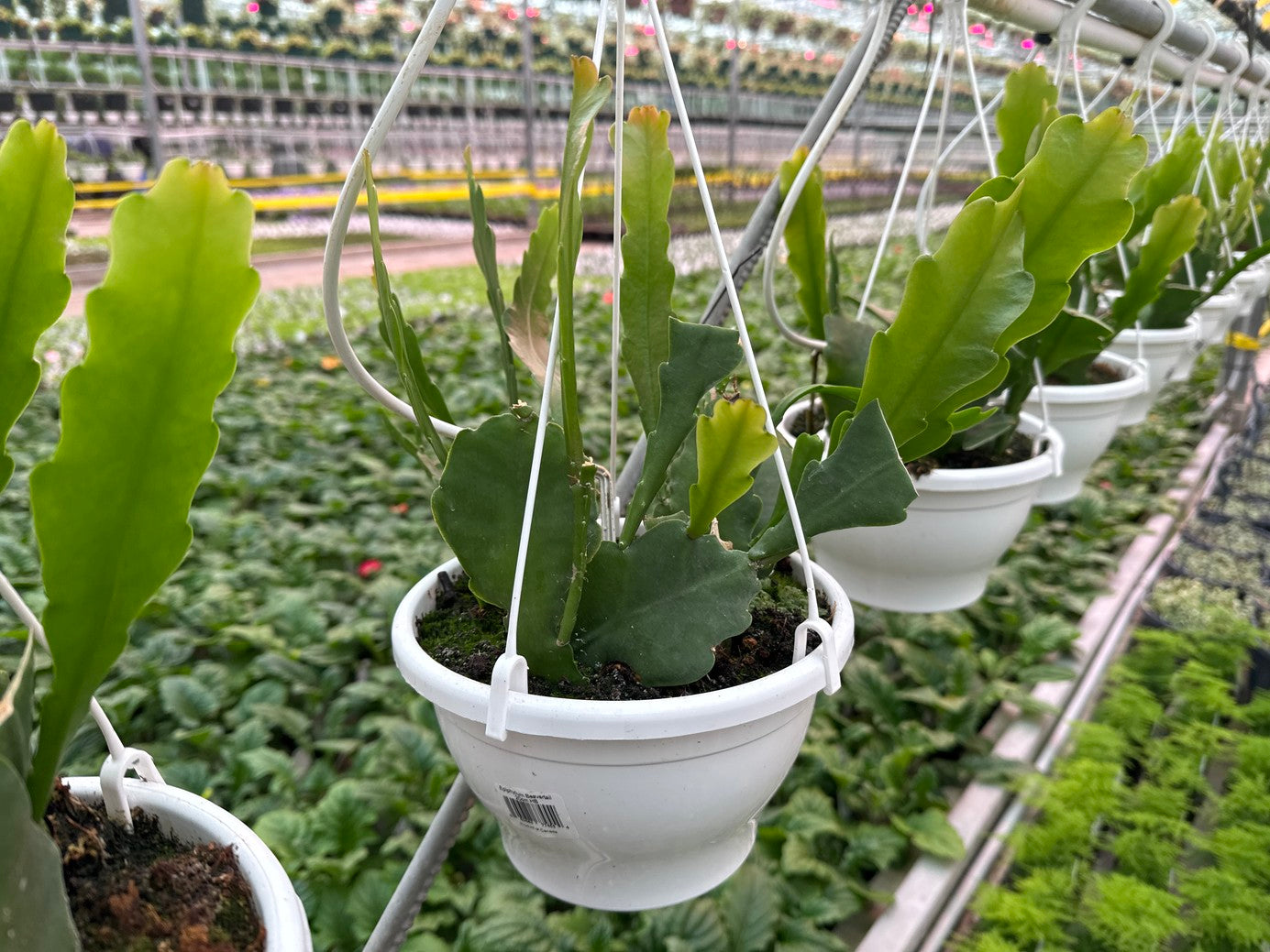 Epiphyllum Beavertail 8" Hanging Basket