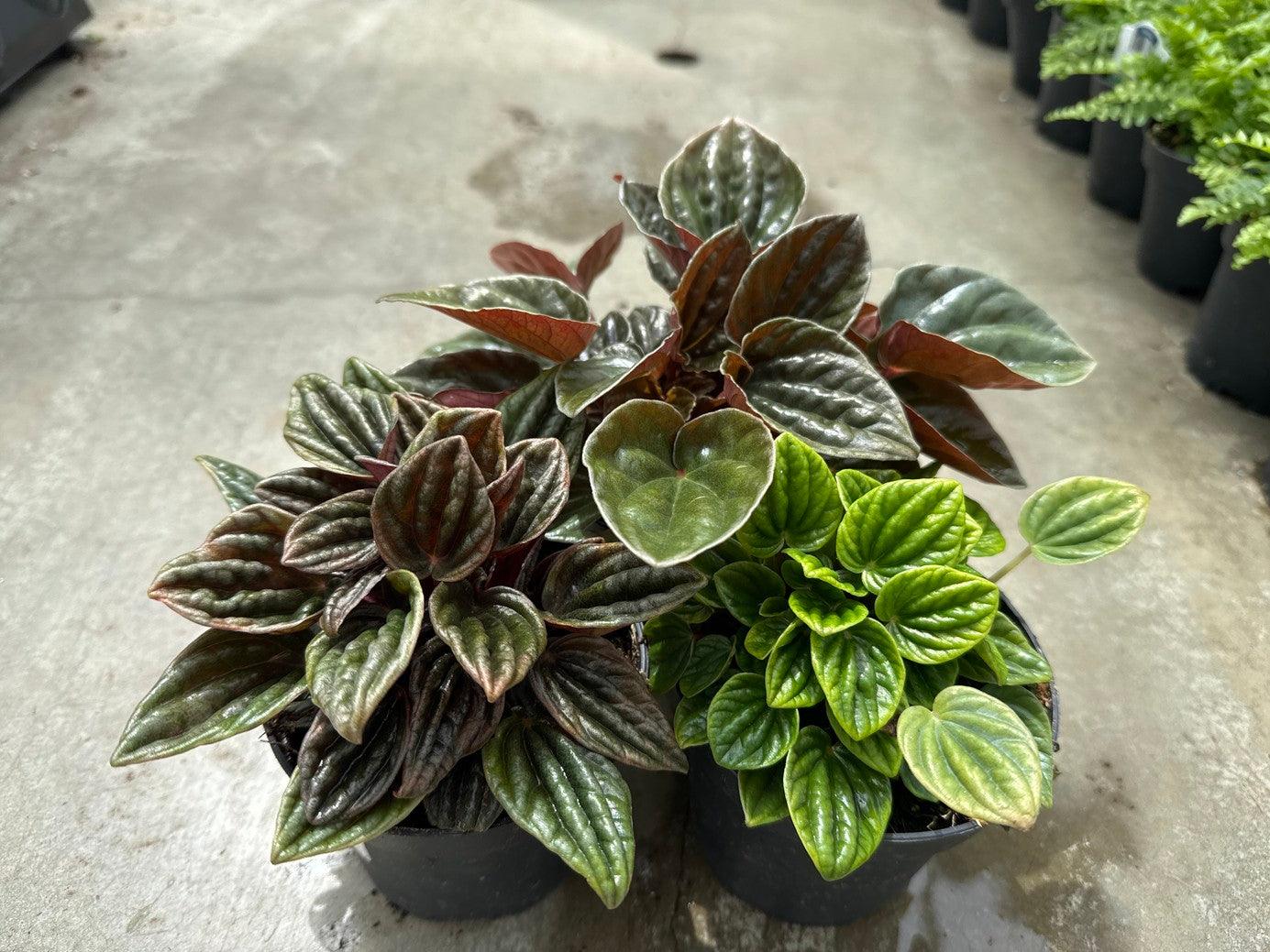 Peperomia Caperata Assorted