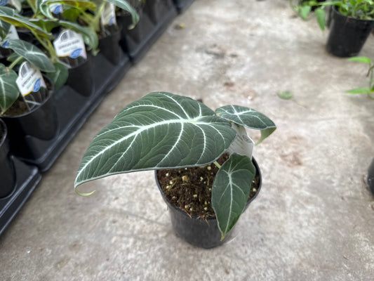 Alocasia Black Velvet