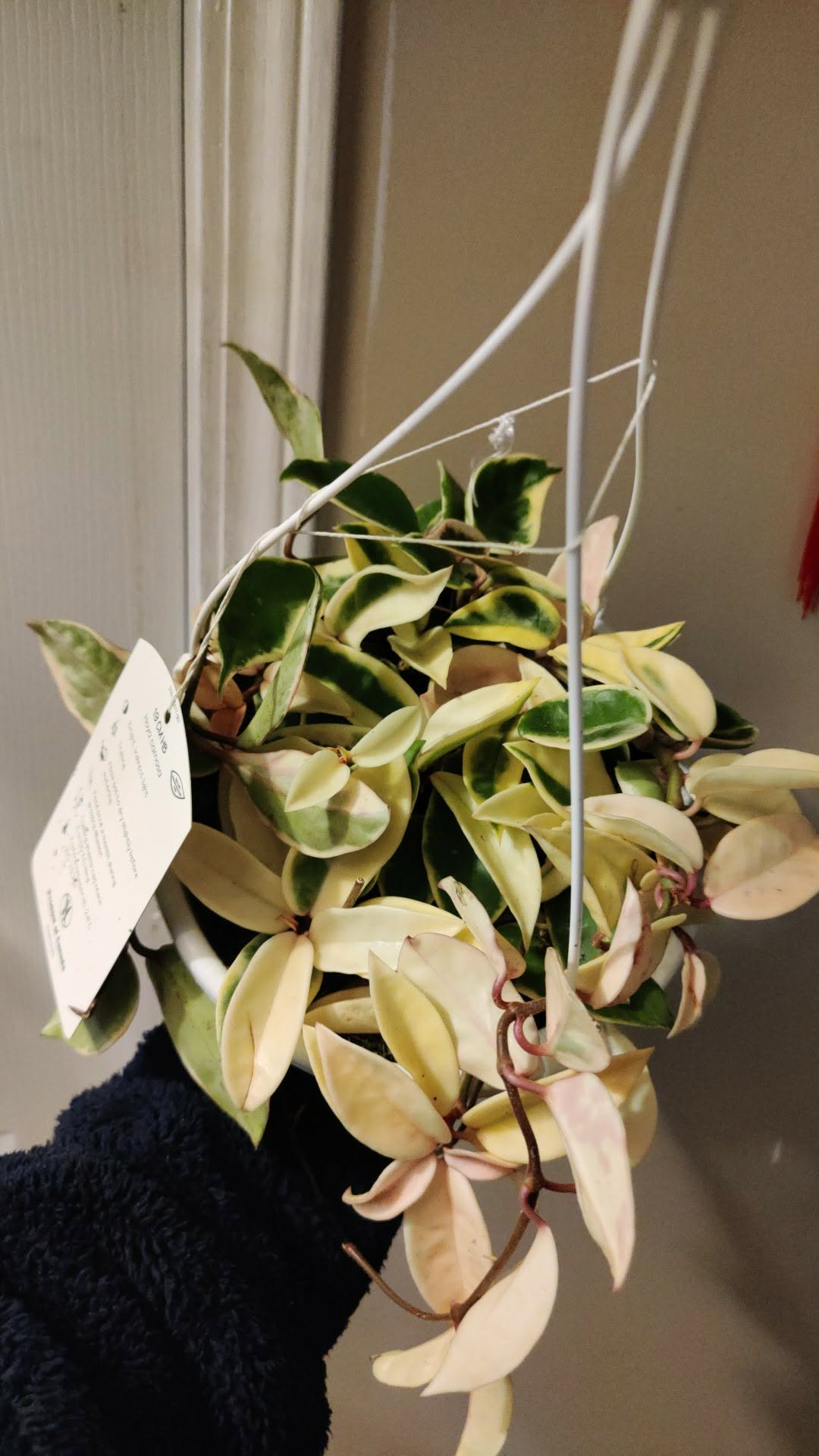 Hoya Carnosa Krimson Queen
