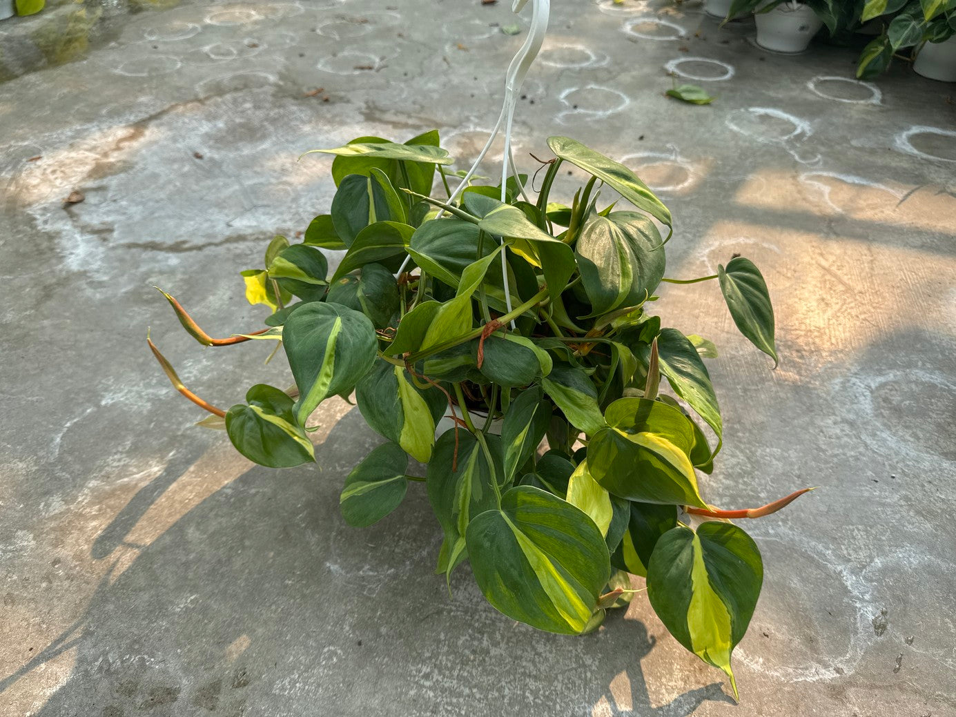 Philodendron Heart Leaf Brasil