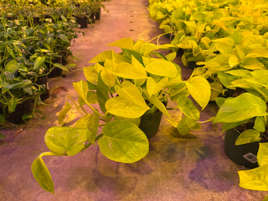 Pothos Neon 6"