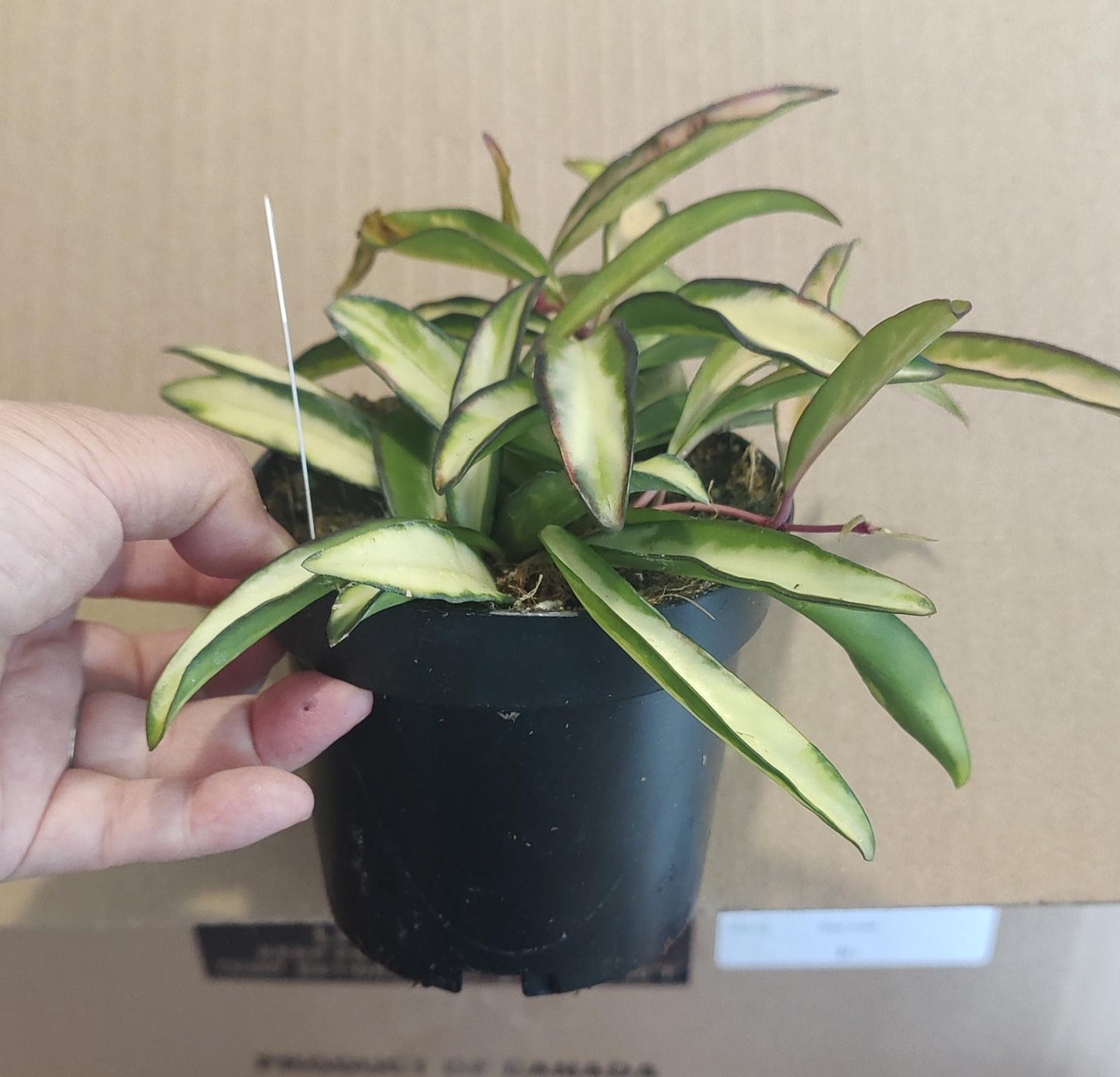 Hoya Wayettii Tricolor