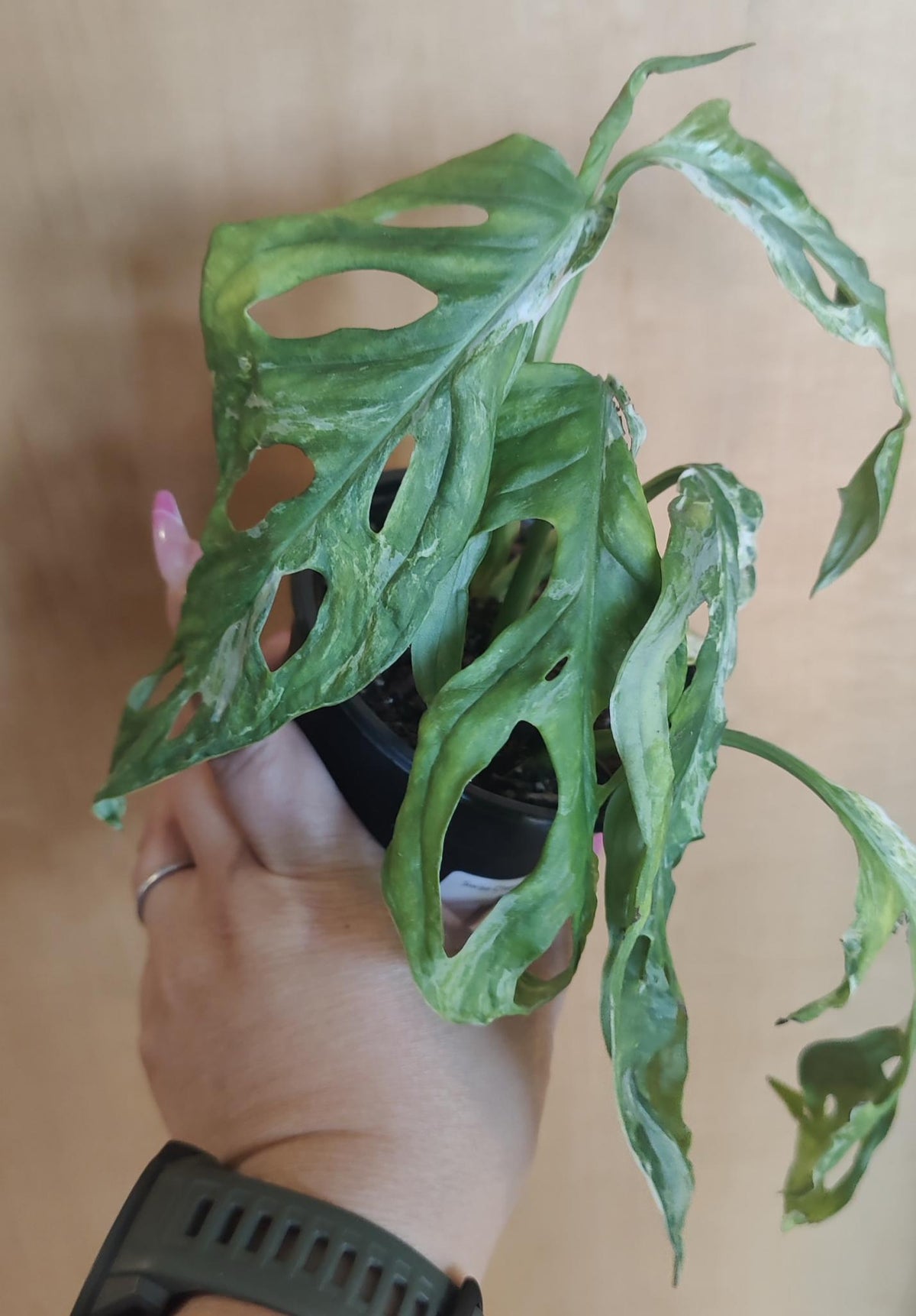 Swiss Cheese Vine Mint Variegated