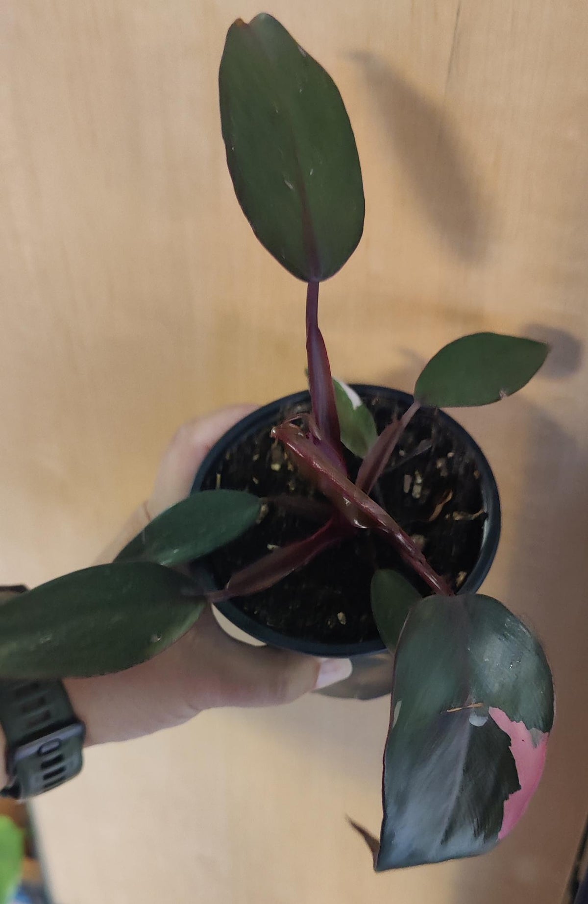 Philodendron Pink Princess (low variegation 4"