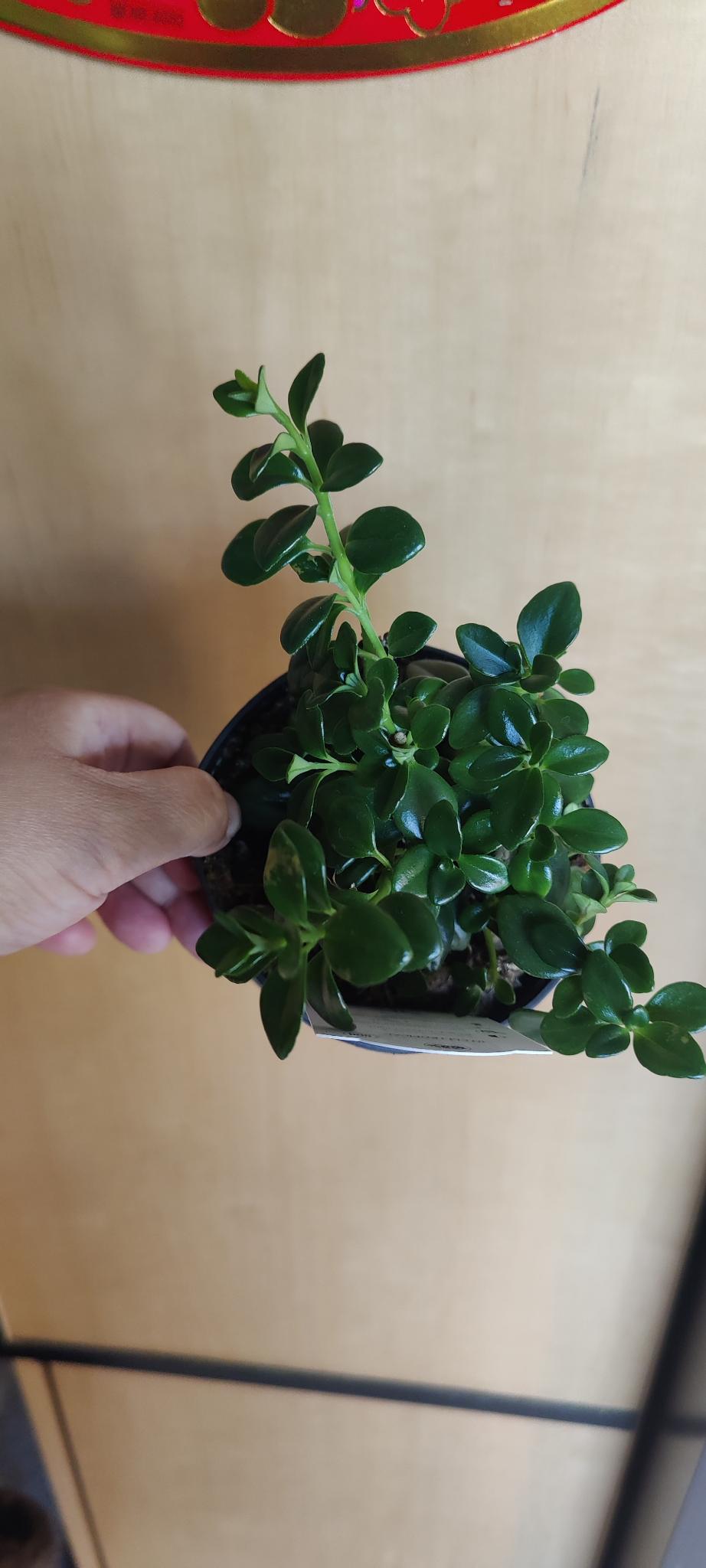 Goldfish Plant