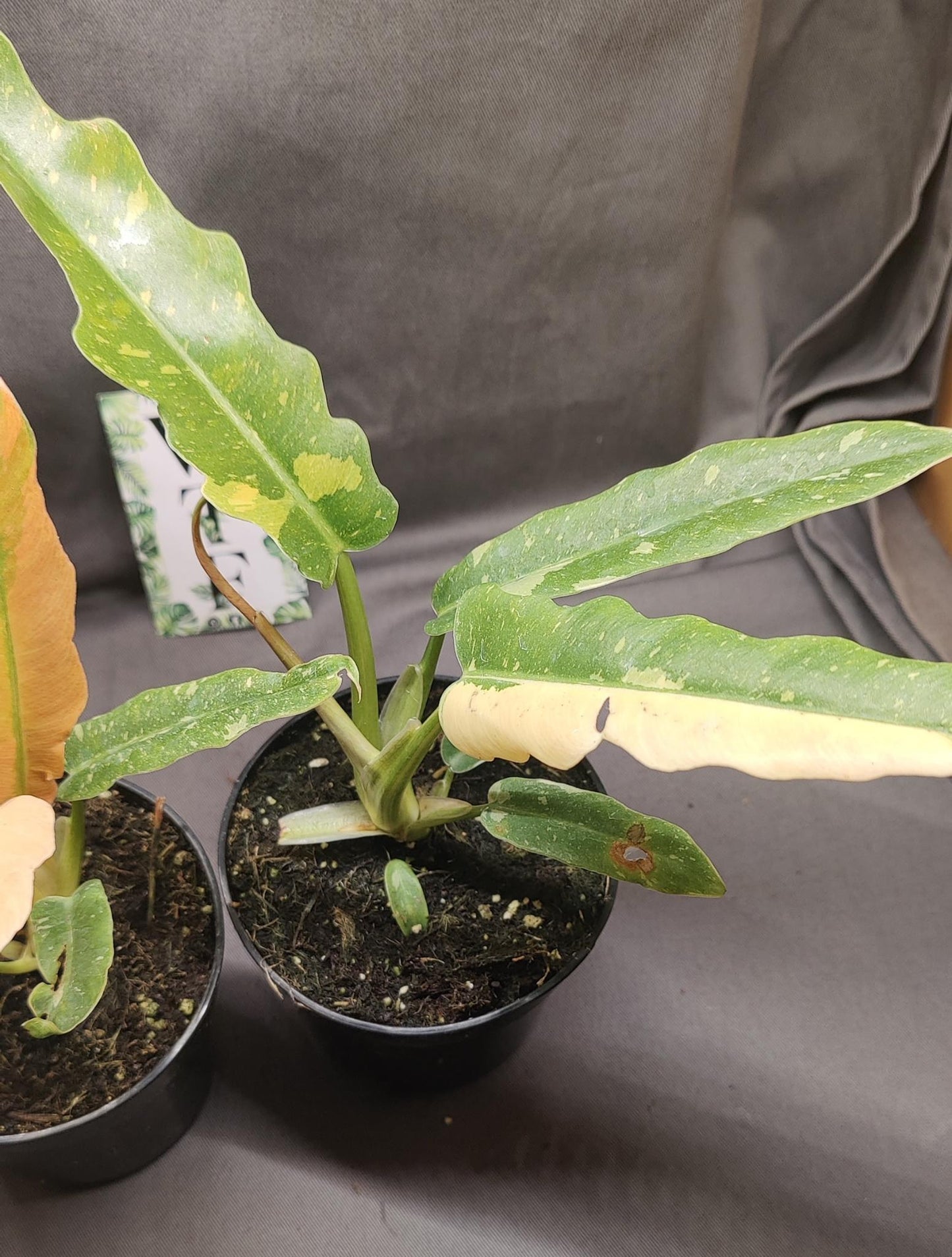 Philodendron Ring of Fire Variegated