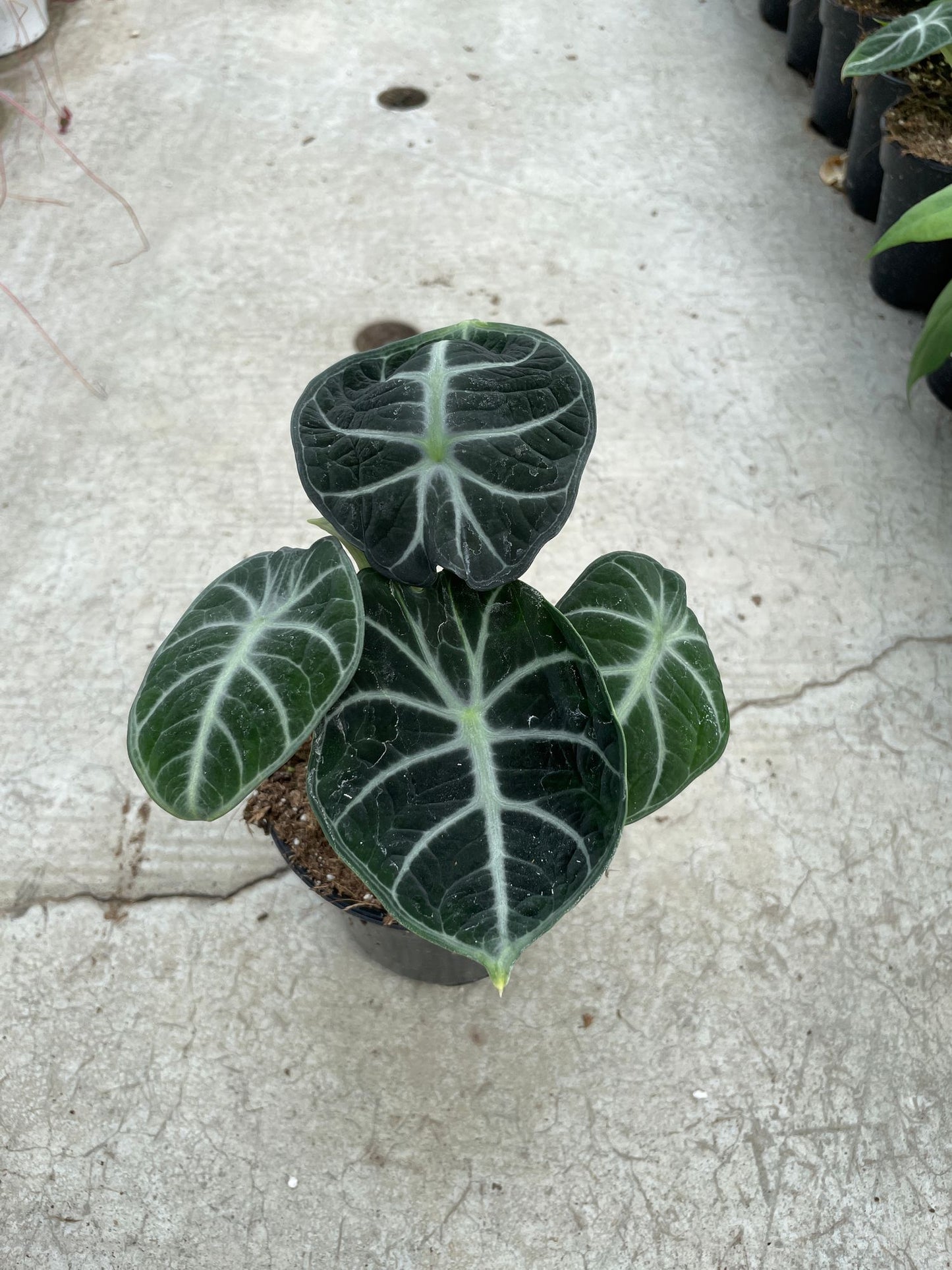 Alocasia Ninja