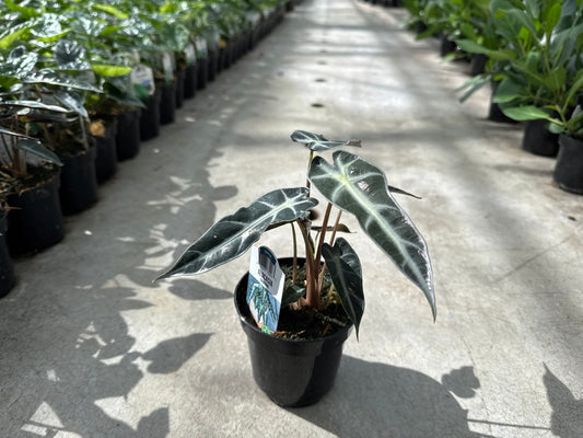 Alocasia Bambino