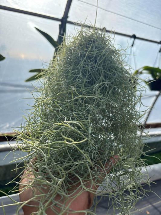 Air Plant - Tillandsia Usneoides (Spanish Moss)