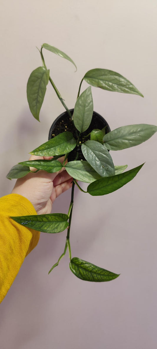 Pothos Cebu Blue 4"