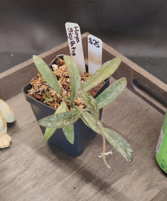 Hoya Sigilatis Splash