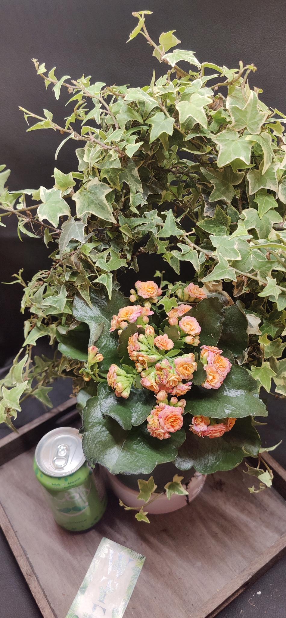 Ivy on Hoop w/ Beauties 6" pot