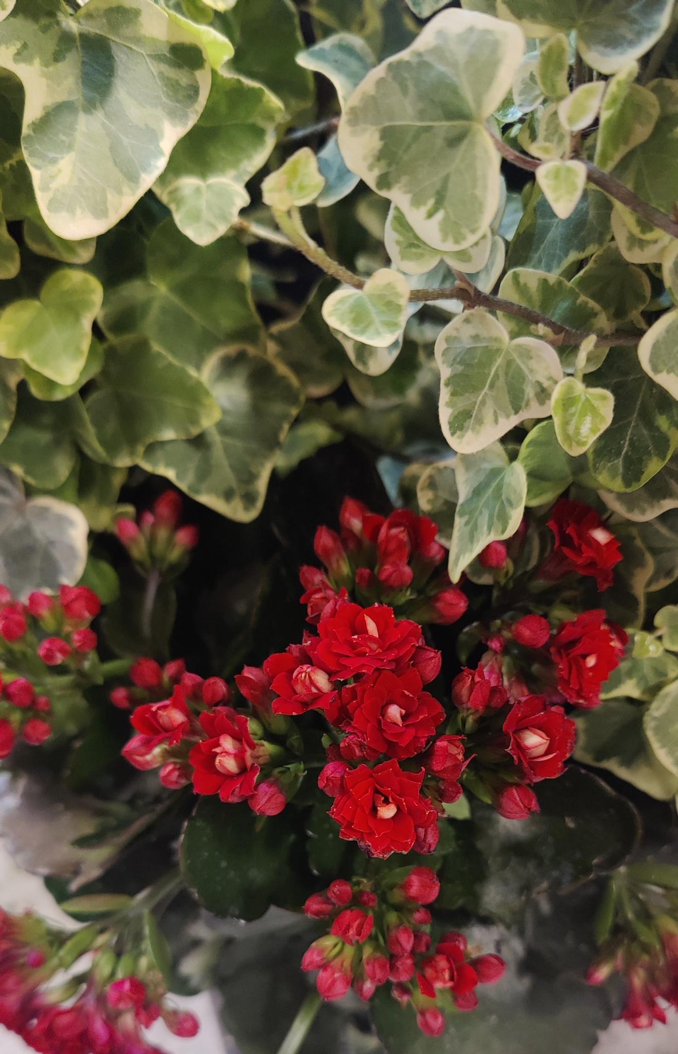 Ivy on Hoop w/ Beauties 6" pot