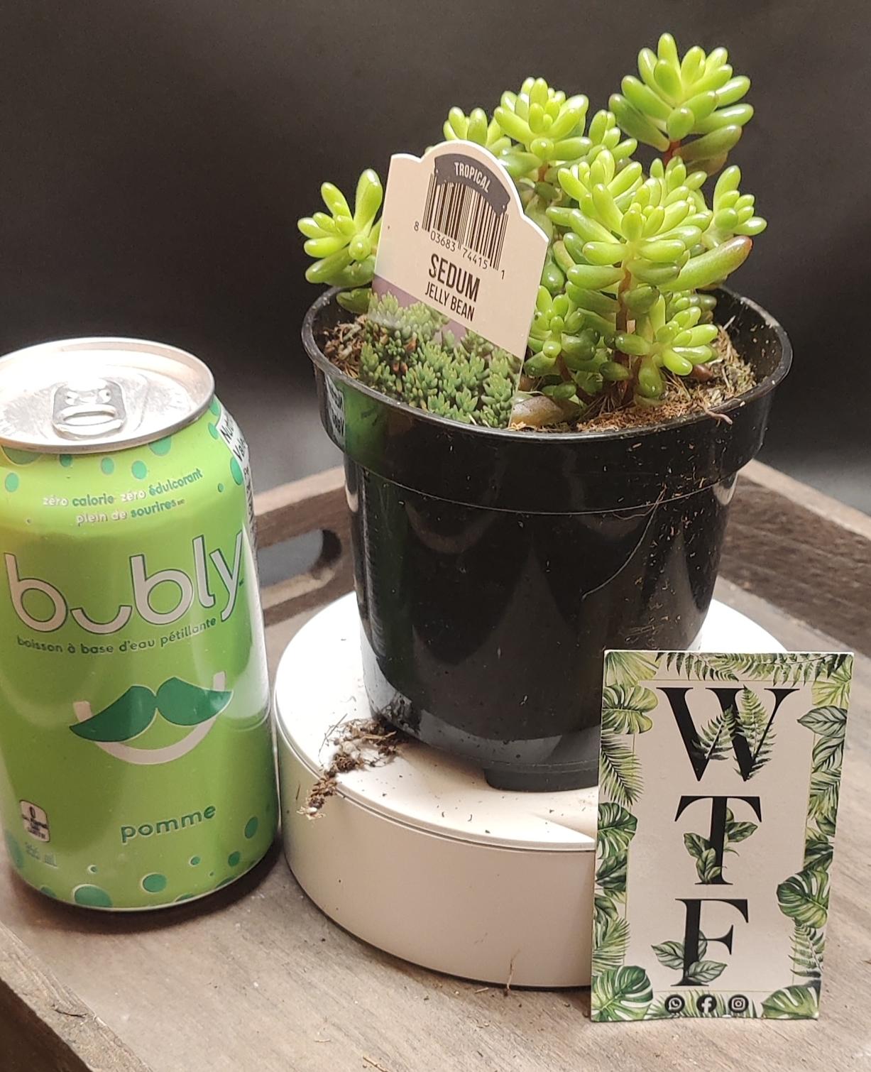 Sedum Jelly Bean
