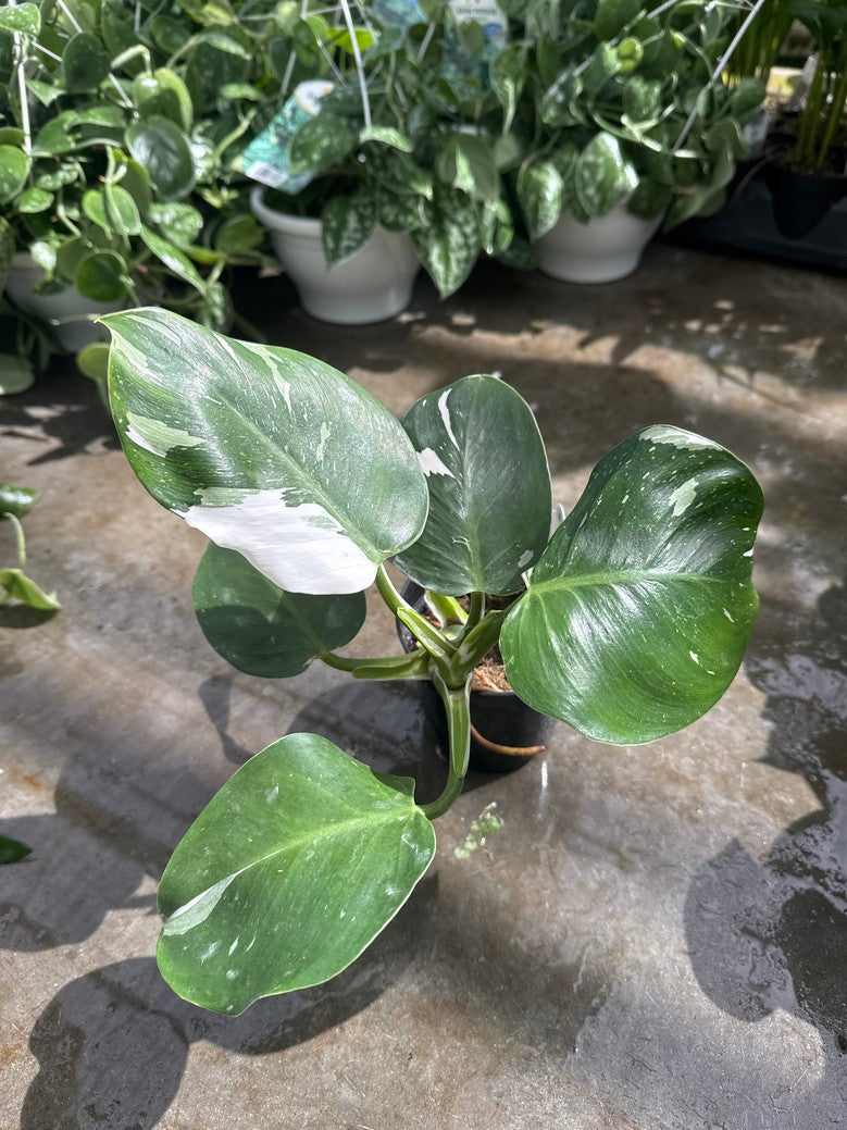 Philodendron White Wizard