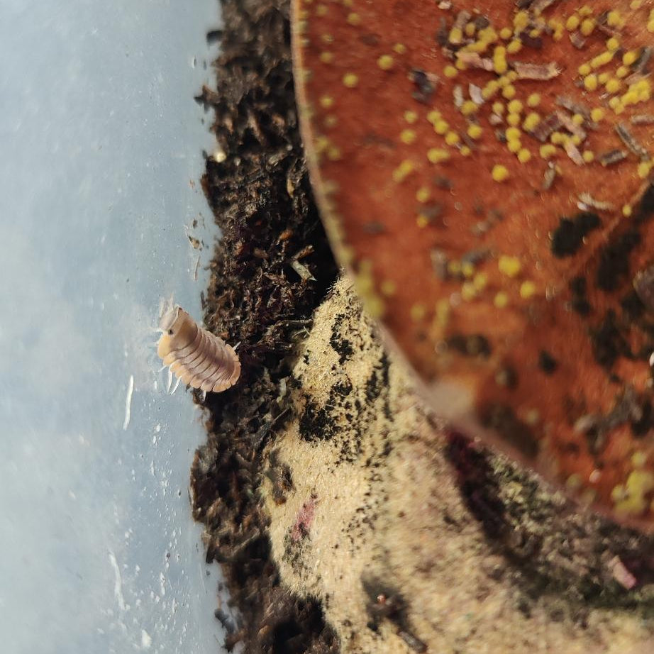 Cubaris sp. - Red Edge Isopods