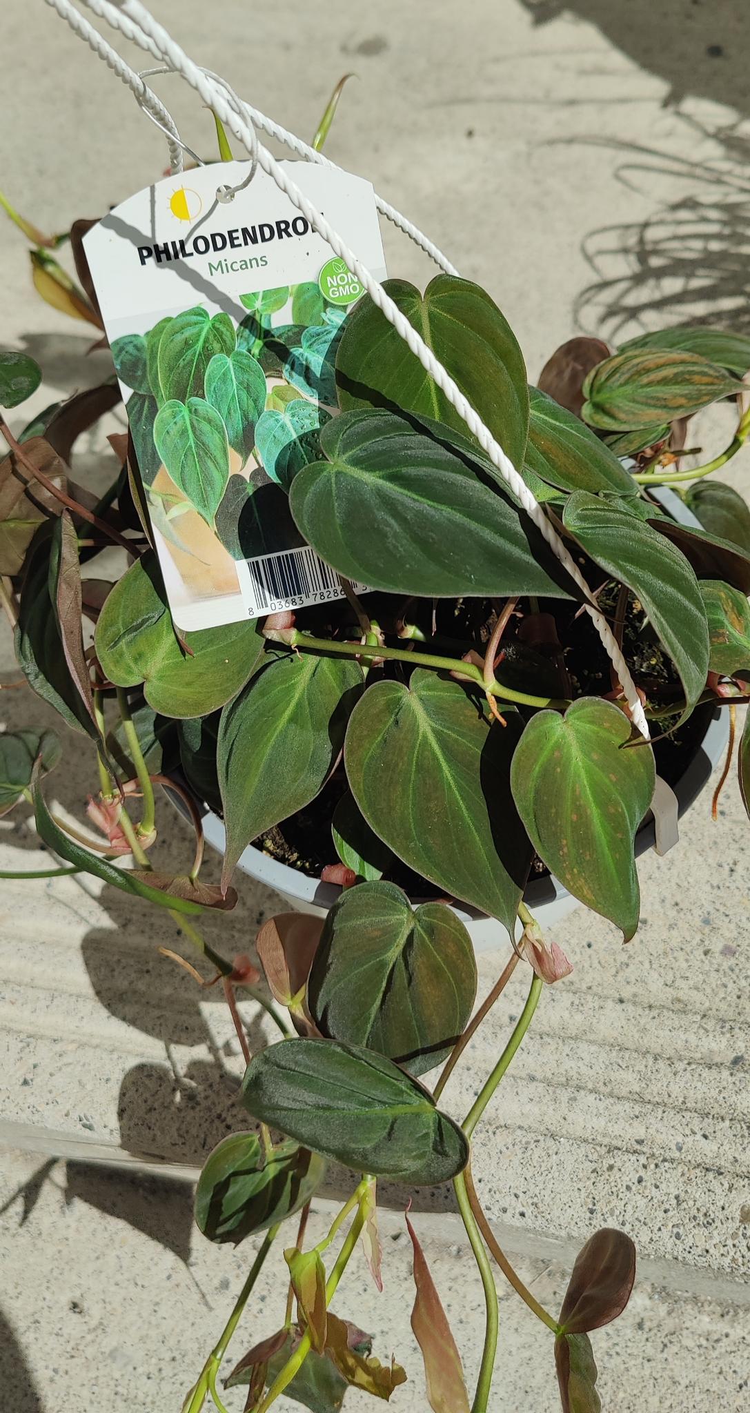 Philodendron Micans