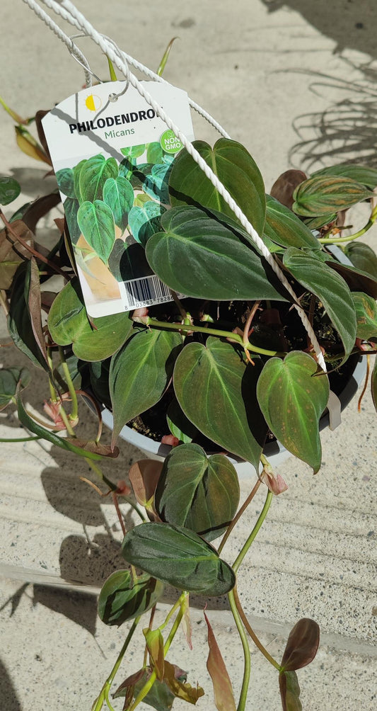 Philodendron Micans