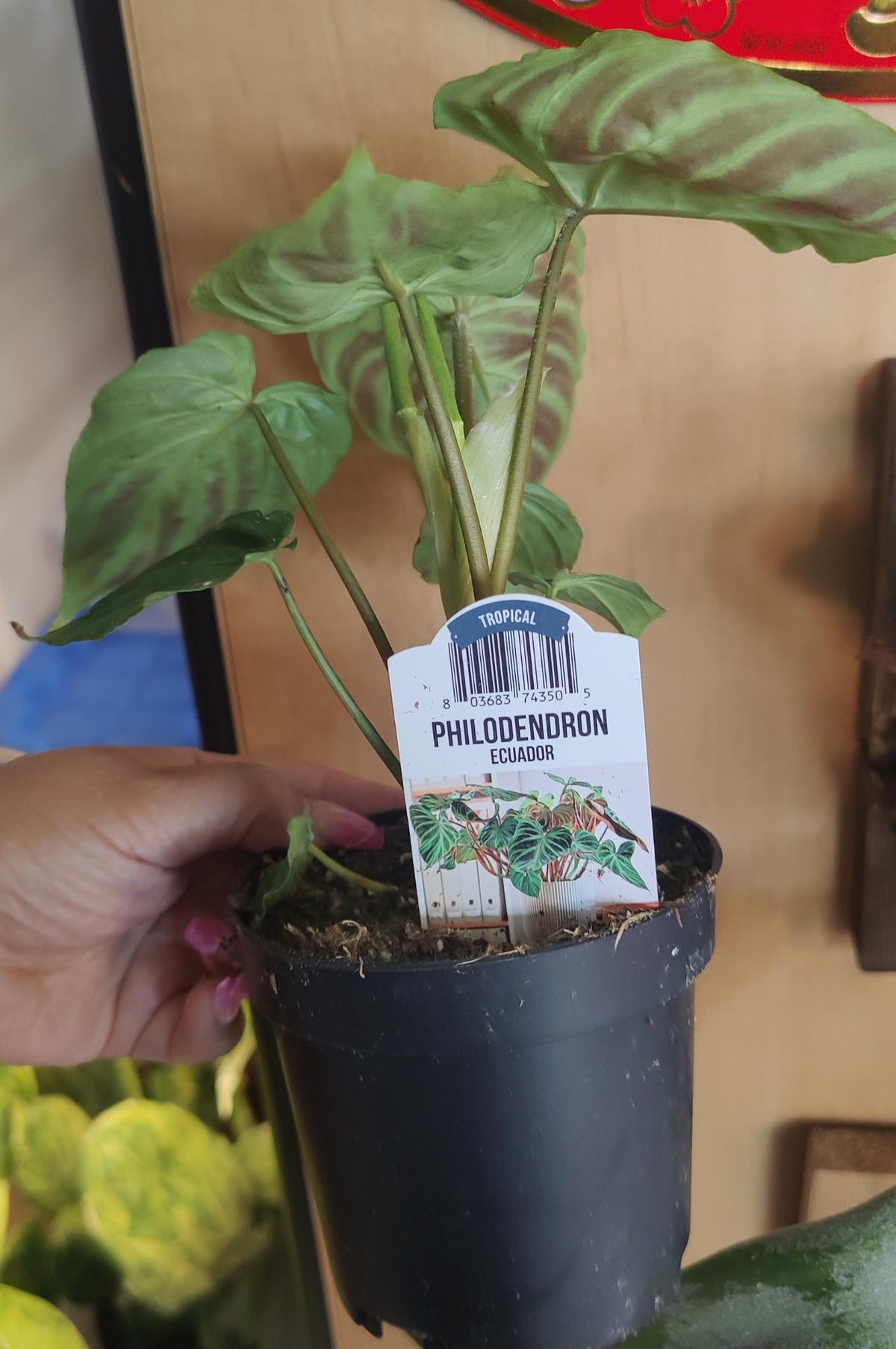 Philodendron Verrucosum Ecuador 4"