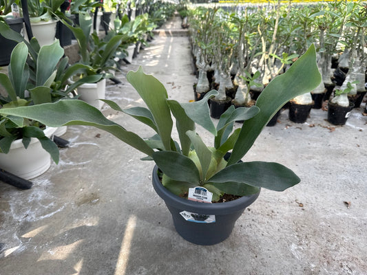 Staghorn Fern Bifurcatum