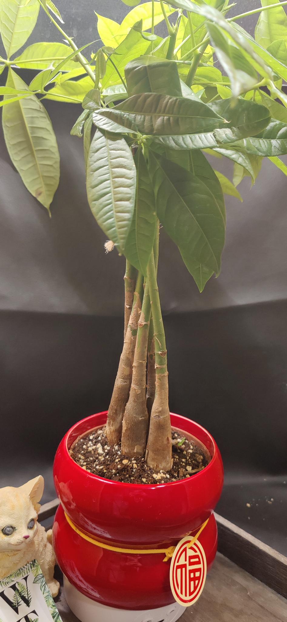 Lunar new year money tree