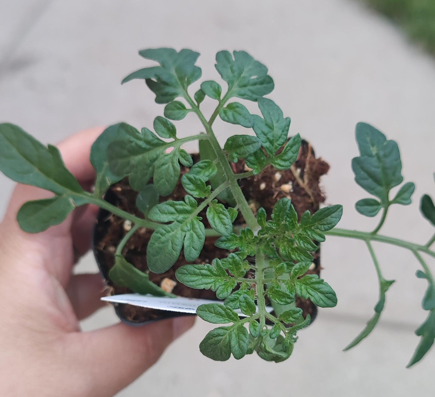 Tomato Sweet Million 2.5" Pot
