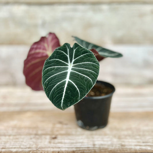 Alocasia Black Velvet