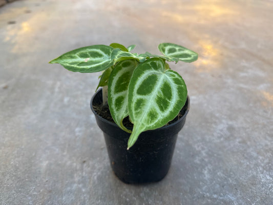 Anthurium crystallinum Aka Crystal Hope 4"